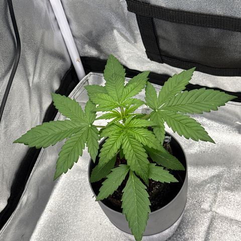 Blue Cheese Automatic #1 growlog timeline photo
