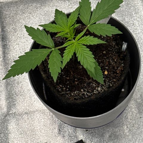 Blue Cheese Automatic #2 growlog timeline photo