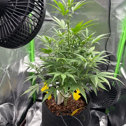 Medusa growlog timeline photo