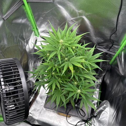 Medusa growlog timeline photo
