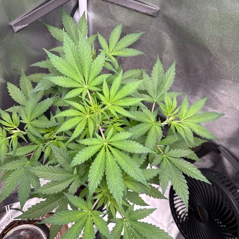 Blue Cheese Automatic #1 growlog timeline photo