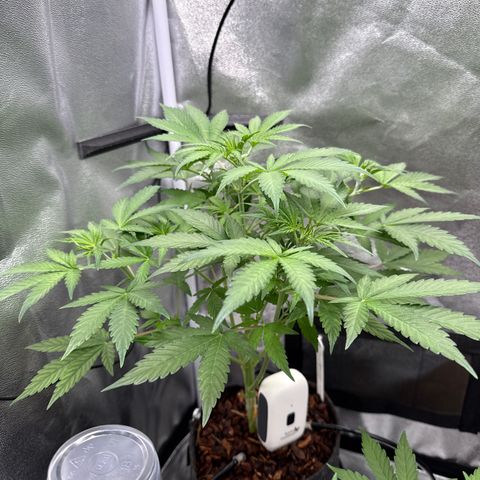 Blue Cheese Automatic #1 growlog timeline photo