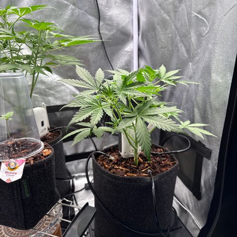Blue Cheese Automatic #2 growlog timeline photo