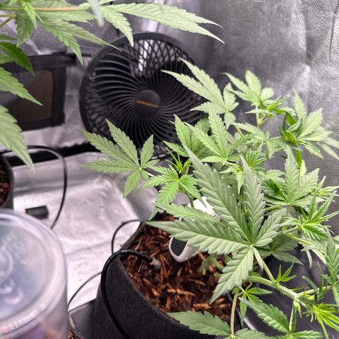 Blue Cheese Automatic #2 growlog timeline photo