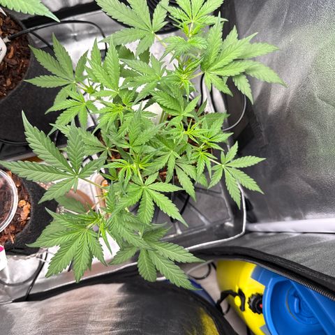 Blue Cheese Automatic #2 growlog timeline photo