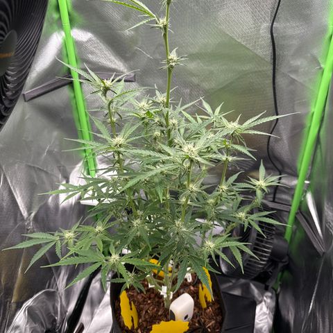 Medusa growlog timeline photo