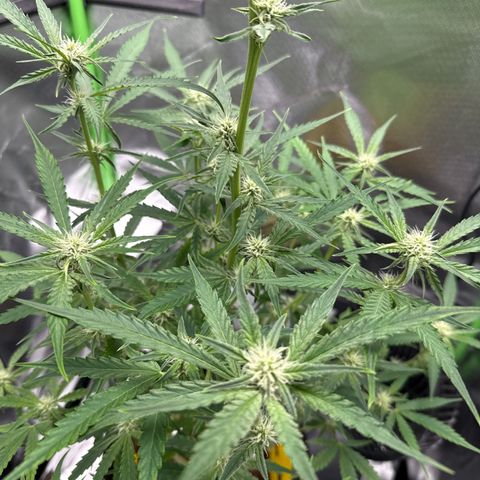 Medusa growlog timeline photo