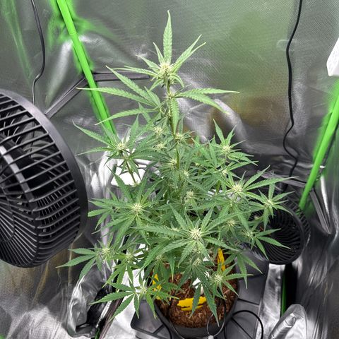 Medusa growlog timeline photo