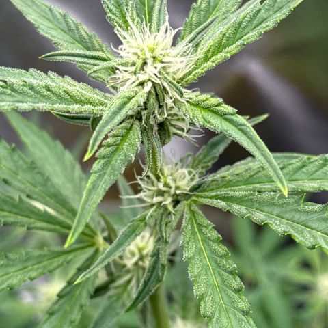 Medusa growlog timeline photo