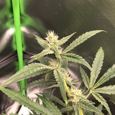Medusa growlog timeline photo