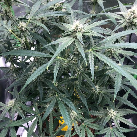 Medusa growlog timeline photo