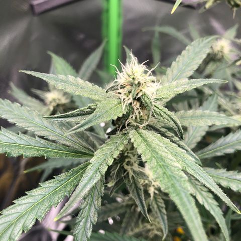 Medusa growlog timeline photo