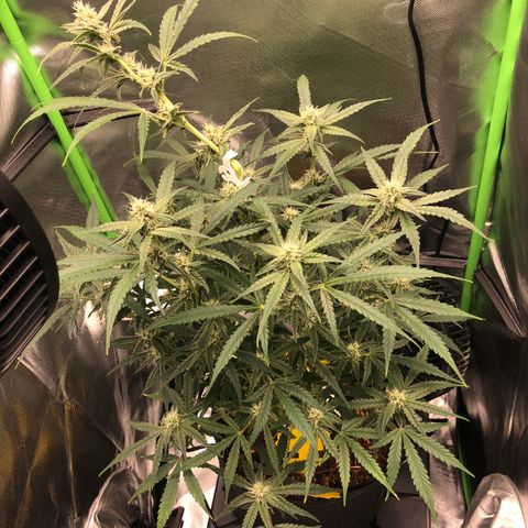 Medusa growlog timeline photo