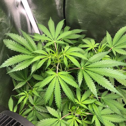 Blue Cheese Automatic #1 growlog timeline photo