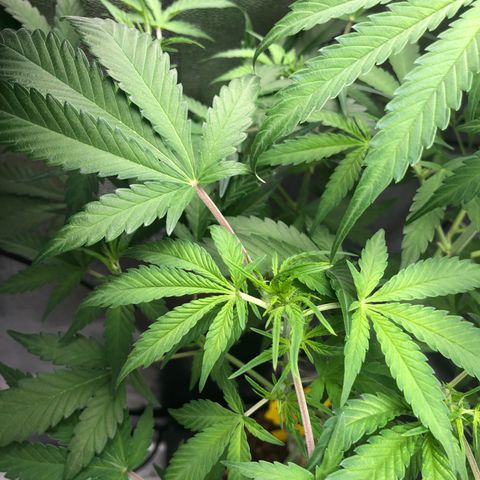 Blue Cheese Automatic #1 growlog timeline photo