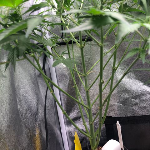 Blue Cheese Automatic #1 growlog timeline photo