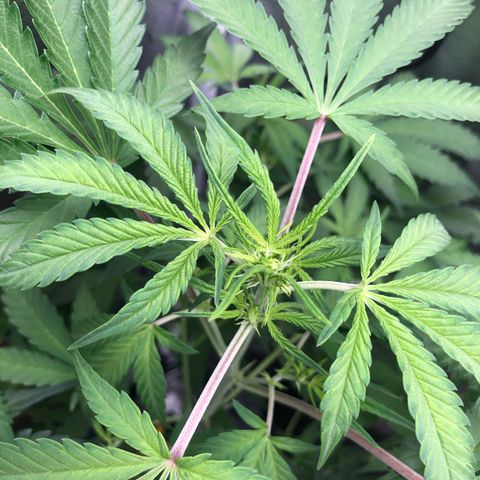 Blue Cheese Automatic #1 growlog timeline photo
