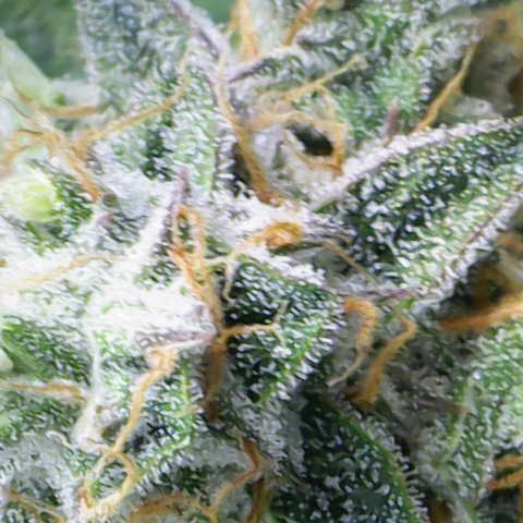 Medusa growlog timeline photo