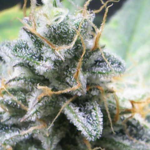 Medusa growlog timeline photo