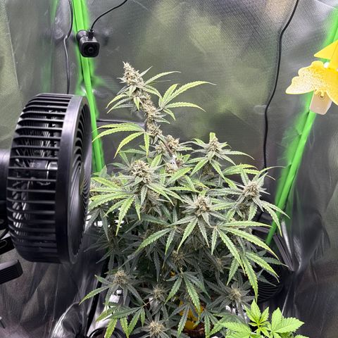 Medusa growlog timeline photo