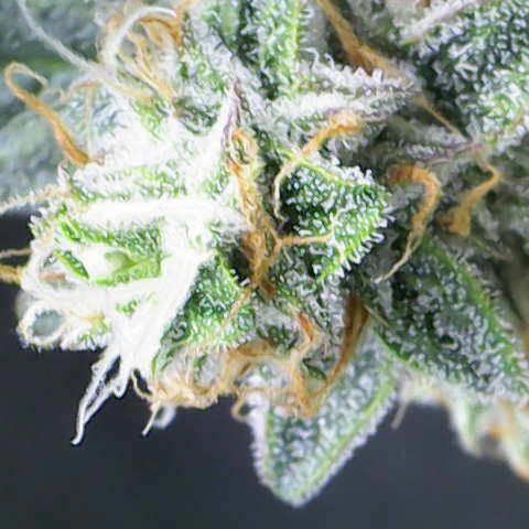 Medusa growlog timeline photo