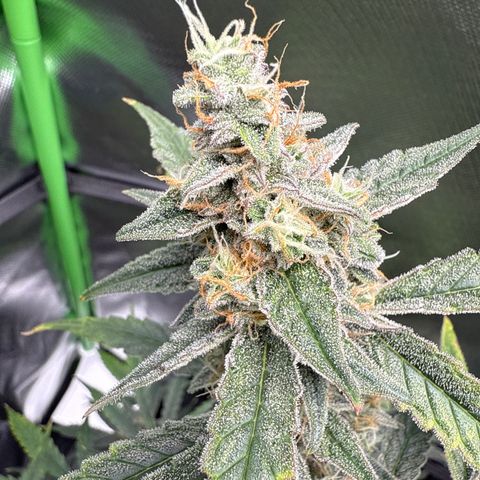 Medusa growlog timeline photo
