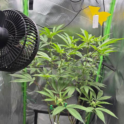 Queen 1 growlog timeline photo
