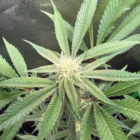Queen 1/1 growlog timeline photo