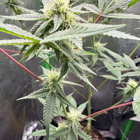 Queen 1/1 growlog timeline photo