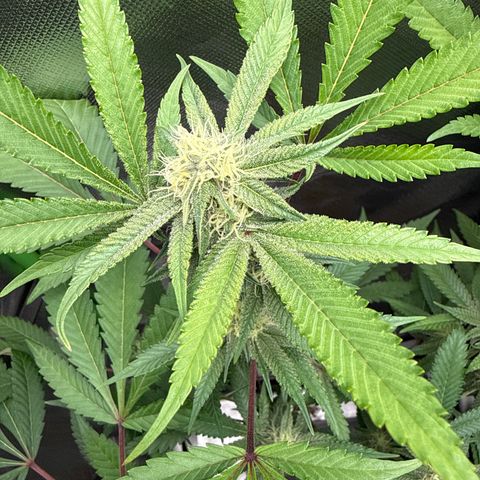 Queen 1 growlog timeline photo