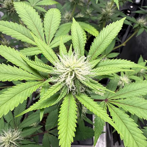 Shining Silver Haze #2 growlog timeline photo