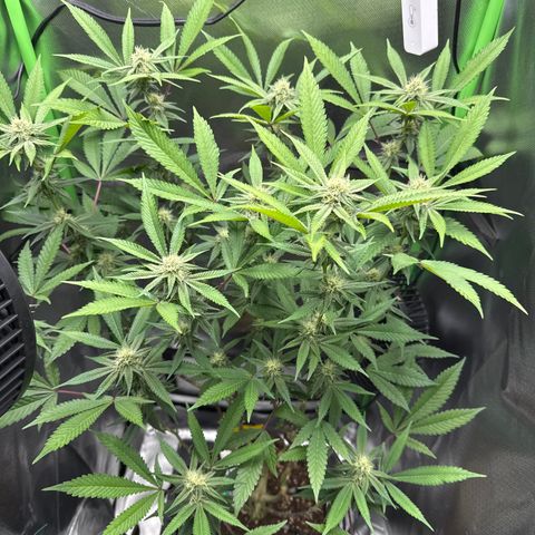 Queen 1 growlog timeline photo