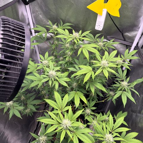 Shining Silver Haze #2 growlog timeline photo