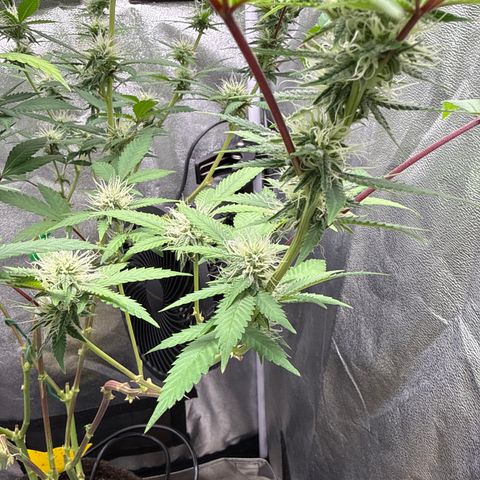 Shining Silver Haze #2 growlog timeline photo