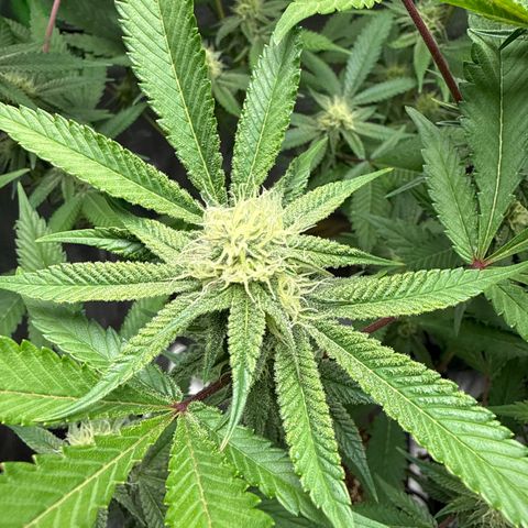 Queen 1 growlog timeline photo