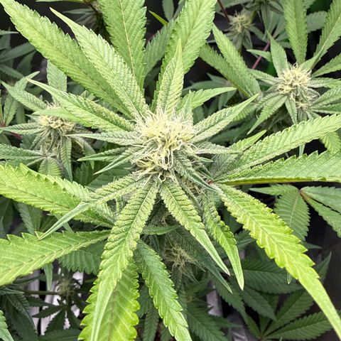 Queen 1 growlog timeline photo