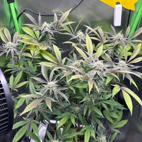 Queen 1 growlog timeline photo