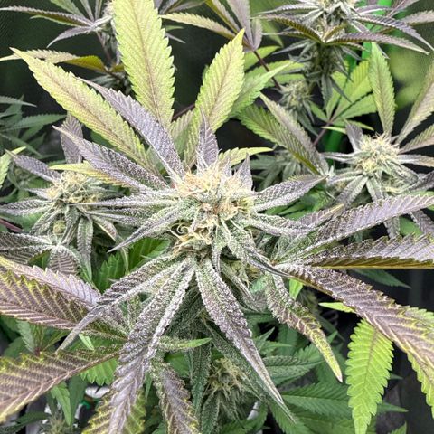 Queen 1 growlog timeline photo