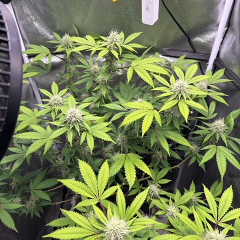 Shining Silver Haze #2 growlog timeline photo