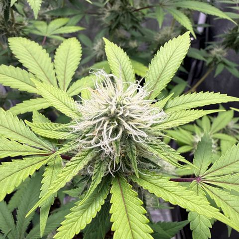 Shining Silver Haze #2 growlog timeline photo