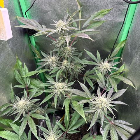 Queen 1/1 growlog timeline photo