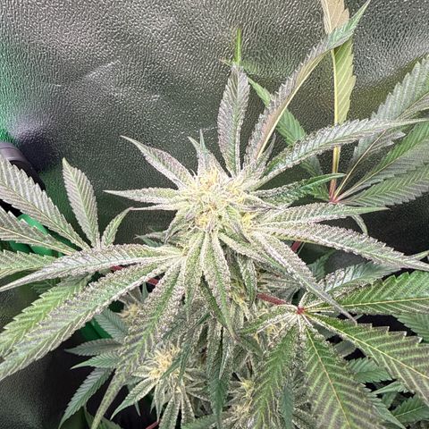 Queen 1/1 growlog timeline photo