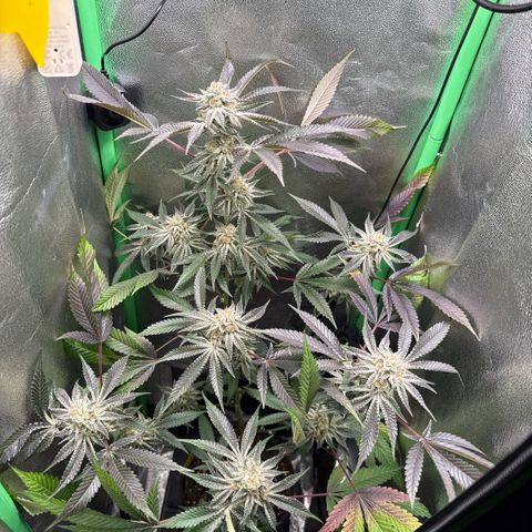 Queen 1/1 growlog timeline photo