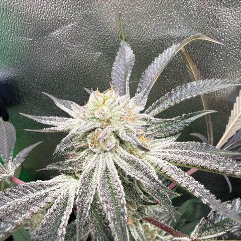 Queen 1/1 growlog timeline photo
