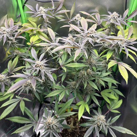 Queen 1 growlog timeline photo