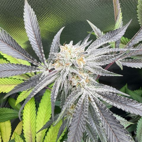 Queen 1 growlog timeline photo