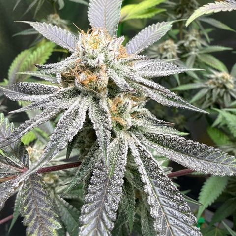 Queen 1 growlog timeline photo