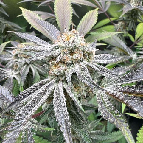 Queen 1 growlog timeline photo