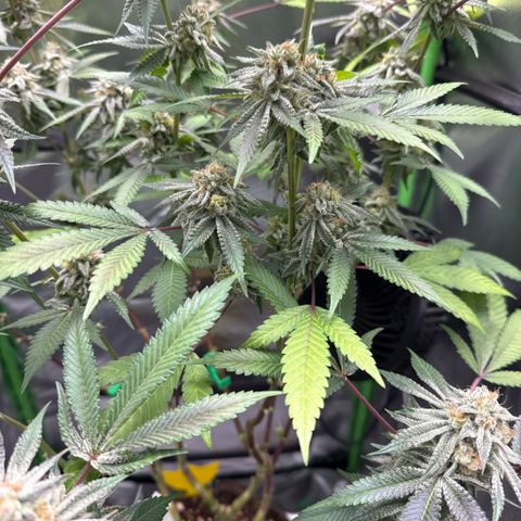 Queen 1 growlog timeline photo