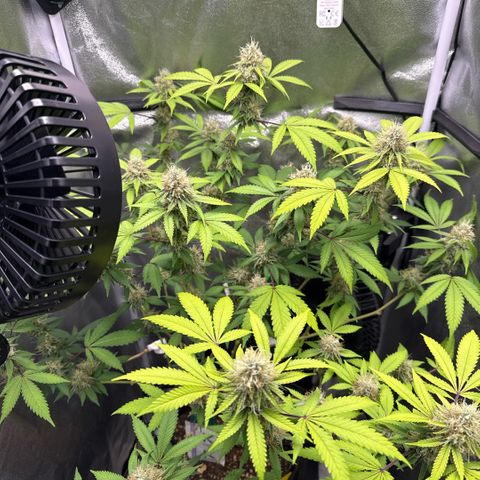 Shining Silver Haze #2 growlog timeline photo
